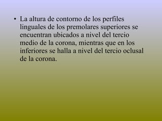 La altura de contorno de los perfiles linguales de los premolares superiores se encuentran ubicados a nivel del tercio medio de la corona, mientras que en los inferiores se halla a nivel del tercio oclusal de la corona. 