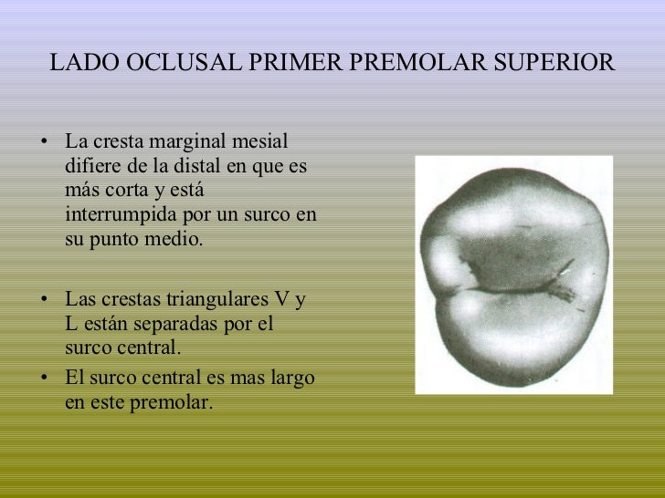 Premolares Superiores Premolares Superiores