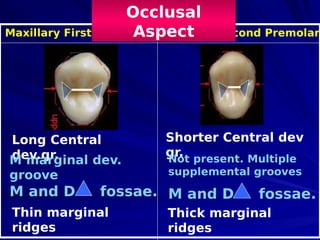 it all start with Morphology of premolars.pdf