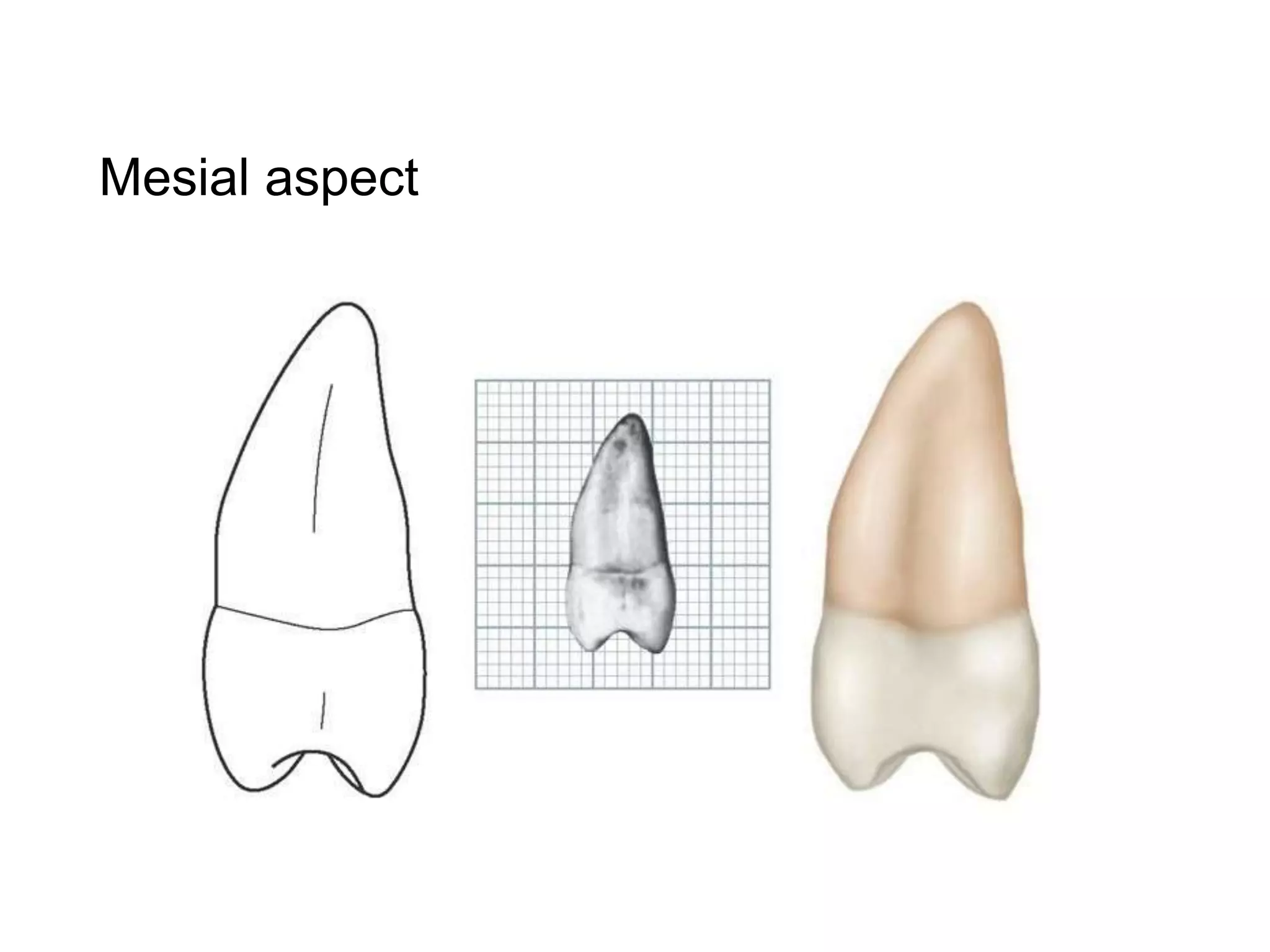 Premolars | PPTX