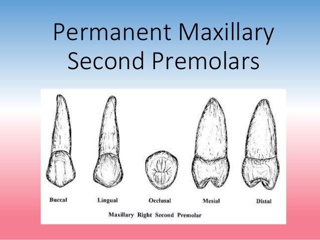 13 permanent maxillary second premolars