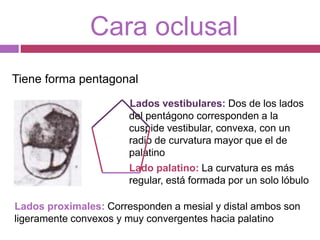 Cara oclusal
Lados vestibulares: Dos de los lados
del pentágono corresponden a la
cuspide vestibular, convexa, con un
radio de curvatura mayor que el de
palatino
Lado palatino: La curvatura es más
regular, está formada por un solo lóbulo
Tiene forma pentagonal
Lados proximales: Corresponden a mesial y distal ambos son
ligeramente convexos y muy convergentes hacia palatino
 