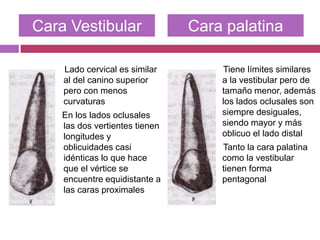 Lado cervical es similar
al del canino superior
pero con menos
curvaturas
En los lados oclusales
las dos vertientes tienen
longitudes y
oblicuidades casi
idénticas lo que hace
que el vértice se
encuentre equidistante a
las caras proximales
Tiene límites similares
a la vestibular pero de
tamaño menor, además
los lados oclusales son
siempre desiguales,
siendo mayor y más
oblicuo el lado distal
Tanto la cara palatina
como la vestibular
tienen forma
pentagonal
Cara Vestibular Cara palatina
 