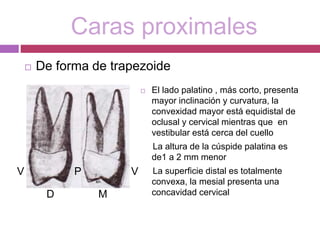 Caras proximales
 De forma de trapezoide
 El lado palatino , más corto, presenta
mayor inclinación y curvatura, la
convexidad mayor está equidistal de
oclusal y cervical mientras que en
vestibular está cerca del cuello
La altura de la cúspide palatina es
de1 a 2 mm menor
La superficie distal es totalmente
convexa, la mesial presenta una
concavidad cervical
V P V
D M
 