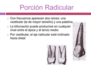 Porción Radicular
 Con frecuencia aparecen dos raíces: una
vestibular (la de mayor tamaño) y una palatina
 La bifurcación puede producirse en cualquier
nivel entre el ápice y el tercio medio
 Por vestibular, el eje radicular está inclinado
hacia distal
 