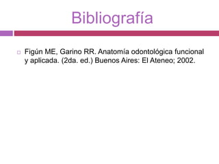 Bibliografía
 Figún ME, Garino RR. Anatomía odontológica funcional
y aplicada. (2da. ed.) Buenos Aires: El Ateneo; 2002.
 