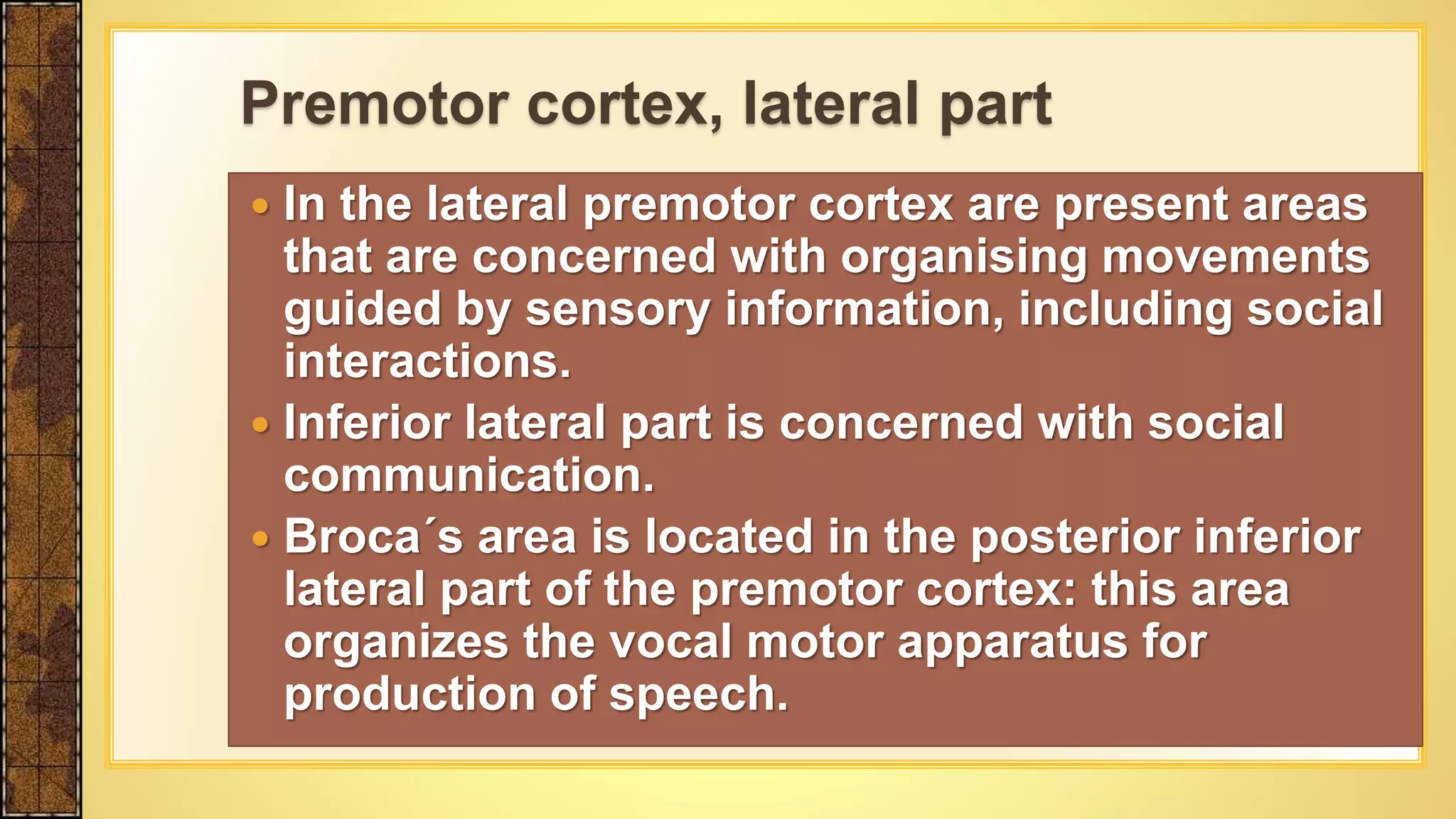  In the lateral premotor cortex are present areas
that are concerned with organising movements
guided by sensory information, including social
interactions.
 Inferior lateral part is concerned with social
communication.
 Broca´s area is located in the posterior inferior
lateral part of the premotor cortex: this area
organizes the vocal motor apparatus for
production of speech.
Premotor cortex, lateral part
 