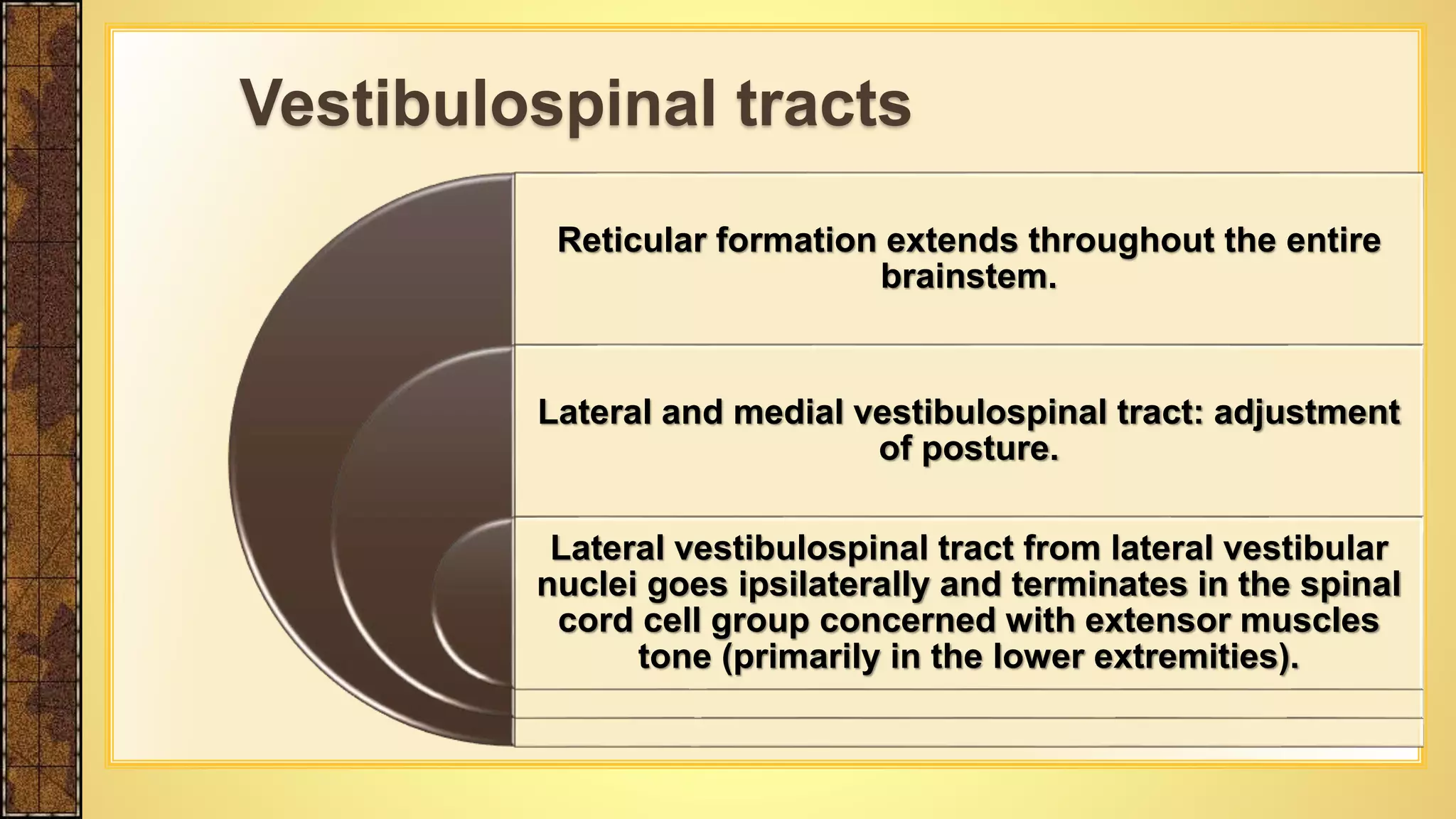 Reticular formation extends throughout the entire
brainstem.
Lateral and medial vestibulospinal tract: adjustment
of posture.
Lateral vestibulospinal tract from lateral vestibular
nuclei goes ipsilaterally and terminates in the spinal
cord cell group concerned with extensor muscles
tone (primarily in the lower extremities).
Vestibulospinal tracts
 