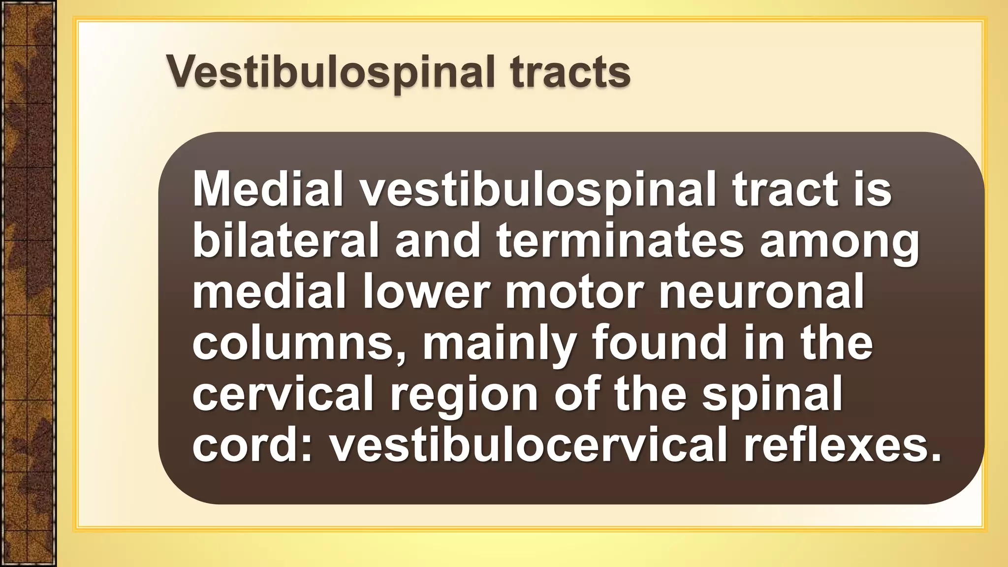 Medial vestibulospinal tract is
bilateral and terminates among
medial lower motor neuronal
columns, mainly found in the
cervical region of the spinal
cord: vestibulocervical reflexes.
Vestibulospinal tracts
 