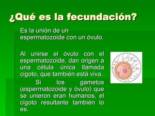 ¿Qué es la fecundación?
 Es la unión de un
 espermatozoide con un óvulo.

 Al unirse el óvulo con el
 espermatozoide, dan origen a
 una célula única llamada
 cigoto, que también está viva.
       Si      los    gametos
 (espermatozoide y óvulo) que
 se unieron eran humanos, el
 cigoto resultante también lo
 es.
 