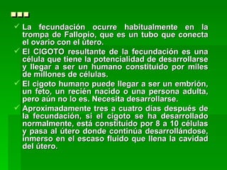 …
 La fecundación ocurre habitualmente en la
  trompa de Fallopio, que es un tubo que conecta
  el ovario con el útero.
 El CIGOTO resultante de la fecundación es una
  célula que tiene la potencialidad de desarrollarse
  y llegar a ser un humano constituido por miles
  de millones de células.
 El cigoto humano puede llegar a ser un embrión,
  un feto, un recién nacido o una persona adulta,
  pero aún no lo es. Necesita desarrollarse.
 Aproximadamente tres a cuatro días después de
  la fecundación, si el cigoto se ha desarrollado
  normalmente, está constituido por 8 a 10 células
  y pasa al útero donde continúa desarrollándose,
  inmerso en el escaso fluido que llena la cavidad
  del útero.
 