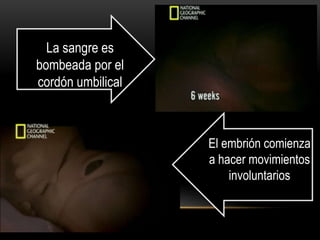 El embrión comienza
a hacer movimientos
involuntarios
La sangre es
bombeada por el
cordón umbilical
 
