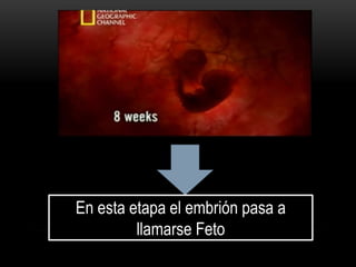 En esta etapa el embrión pasa a
llamarse Feto
 