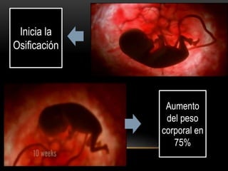 Inicia la
Osificación
Aumento
del peso
corporal en
75%
 