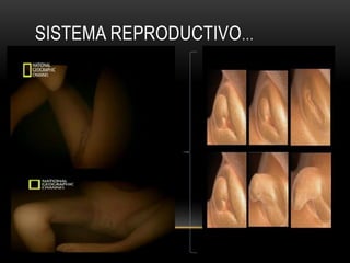 SISTEMA REPRODUCTIVO…
 