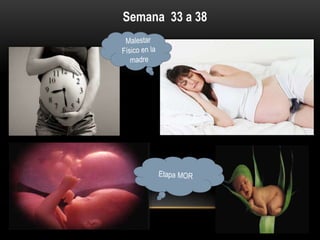 Semana 33 a 38
 