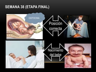 SEMANA 38 (ETAPA FINAL)
Posición
correcta
Nacimiento
del bebe
OXITOCINA
 