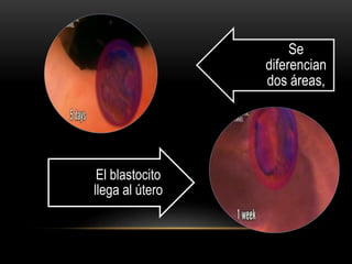 Se
diferencian
dos áreas,
El blastocito
llega al útero
 