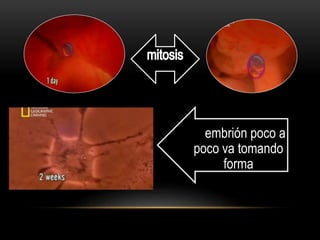 El embrión poco a
poco va tomando
forma
 