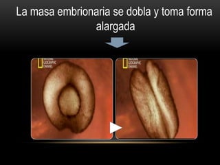La masa embrionaria se dobla y toma forma
alargada
 
