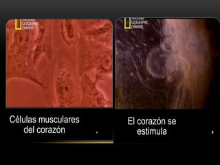 Células musculares
del corazón
El corazón se
estimula
 