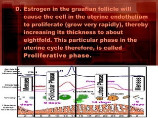 D. Estrogen in the graafian follicle will
cause the cell in the uterine endothelium
to proliferate (grow very rapidly), thereby
increasing its thickness to about
eightfold. This particular phase in the
uterine cycle therefore, is called
Proliferative phase.
 