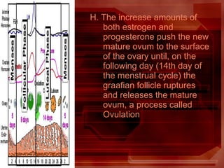 H. The increase amounts of
both estrogen and
progesterone push the new
mature ovum to the surface
of the ovary until, on the
following day (14th day of
the menstrual cycle) the
graafian follicle ruptures
and releases the mature
ovum, a process called
Ovulation
 