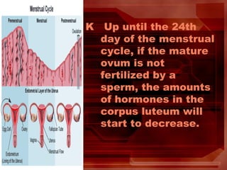 K Up until the 24th
day of the menstrual
cycle, if the mature
ovum is not
fertilized by a
sperm, the amounts
of hormones in the
corpus luteum will
start to decrease.
 
