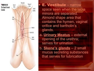• E. Vestibule – narrow
space seen when the labia
minora are separated.
Almond shape area that
contains the hymen, vaginal
orifice and bartholin’s
glands.
a. Urinary Meatus – external
opening of the urethra;
serves for urination
b. Skene’s glands – 2 small
mucus secreting substances
that serves for lubrication
 