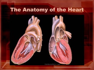 The Anatomy of the Heart
 