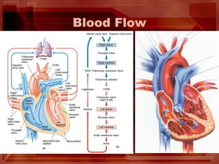 Blood Flow
 