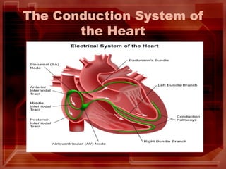 The Conduction System of
the Heart
 