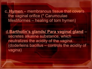 c. Hymen – membranous tissue that covers
the vaginal orifice (* Carumculae
Mestiformes – healing of torn hymen)
d.Bartholin’s glands/ Para vaginal gland –
secretes alkaline substance, which
neutralizes the acidity of the vagina.
(doderleins bacillus – controls the acidity of
vagina)
 