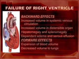 FAILURE OF RIGHT VENTRICLE
BACKWARD EFFECTS
Increased volume in systemic venous
circulation
Increased volume in distensible organ
Hepatomegaly and splenomegaly
Dependent edema and serous effusion
FORWARD EFFECTS
Expansion of blood volume
Decreased volume to lungs
 