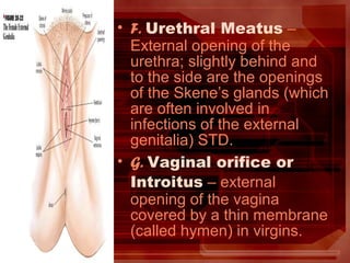 • F. Urethral Meatus –
External opening of the
urethra; slightly behind and
to the side are the openings
of the Skene’s glands (which
are often involved in
infections of the external
genitalia) STD.
• G. Vaginal orifice or
Introitus – external
opening of the vagina
covered by a thin membrane
(called hymen) in virgins.
 