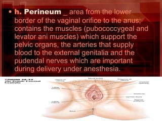 • h. Perineum _ area from the lower
border of the vaginal orifice to the anus;
contains the muscles (pubococcygeal and
levator ani muscles) which support the
pelvic organs, the arteries that supply
blood to the external genitalia and the
pudendal nerves which are important
during delivery under anesthesia.
 