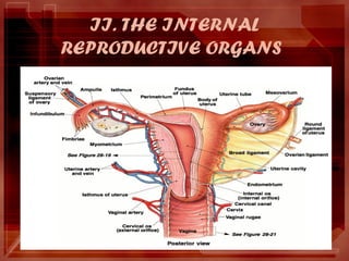 II. THE INTERNAL
REPRODUCTIVE ORGANS
 