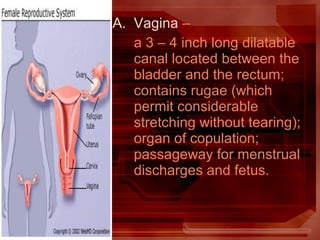 A. Vagina –
a 3 – 4 inch long dilatable
canal located between the
bladder and the rectum;
contains rugae (which
permit considerable
stretching without tearing);
organ of copulation;
passageway for menstrual
discharges and fetus.
 