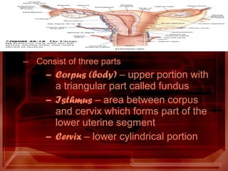 – Consist of three parts
– Corpus (body) – upper portion with
a triangular part called fundus
– Isthmus – area between corpus
and cervix which forms part of the
lower uterine segment
– Cervix – lower cylindrical portion
 