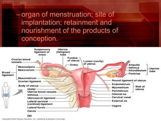 –organ of menstruation; site of
implantation; retainment and
nourishment of the products of
conception.
 