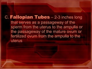 C. Fallopian Tubes – 2-3 inches long
that serves as a passageway of the
sperm from the uterus to the ampulla or
the passageway of the mature ovum or
fertilized ovum from the ampulla to the
uterus
 
