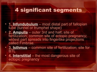 4 significant segments
• 1. Infundubulum – most distal part of fallopian
tube (tunnel or trumphet shape)
• 2. Ampulla – outer 3rd and half; site of
fertilization; common site of ectopic pregnancy;
widest part spreads into fingerlike projections
called Fimbrae.
• 3. Isthmus – common site of fertilization; site for
BTL
• 4. Interstitial – the most dangerous site of
ectopic pregnancy
 