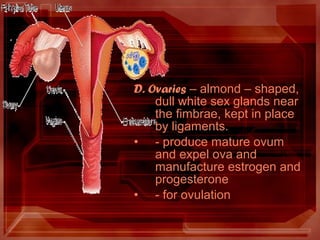 D. Ovaries – almond – shaped,
dull white sex glands near
the fimbrae, kept in place
by ligaments.
• - produce mature ovum
and expel ova and
manufacture estrogen and
progesterone
• - for ovulation
 