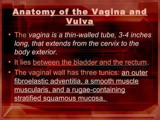 Anatomy of the Vagina and
Vulva
• The vagina is a thin-walled tube, 3-4 inches
long, that extends from the cervix to the
body exterior.
• It lies between the bladder and the rectum.
• The vaginal wall has three tunics: an outer
fibroelastic adventitia, a smooth muscle
muscularis, and a rugae-containing
stratified squamous mucosa.
 