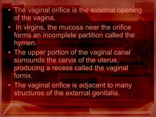 • The vaginal orifice is the external opening
of the vagina.
• In virgins, the mucosa near the orifice
forms an incomplete partition called the
hymen.
• The upper portion of the vaginal canal
surrounds the cervix of the uterus,
producing a recess called the vaginal
fornix.
• The vaginal orifice is adjacent to many
structures of the external genitalia.
 