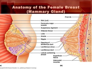 Anatomy of the Female Breast
(Mammary Gland)
 