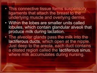 • This connective tissue forms suspensory
ligaments that attach the breast to the
underlying muscle and overlying dermis.
• Within the lobes are smaller units called
lobules, which contain glandular alveoli that
produce milk during lactation.
• The alveolar glands pass the milk into the
lactiferous ducts, which open at the nipple.
Just deep to the areola, each duct contains
a dilated region called the lactiferous sinus,
where milk accumulates during nursing.
 