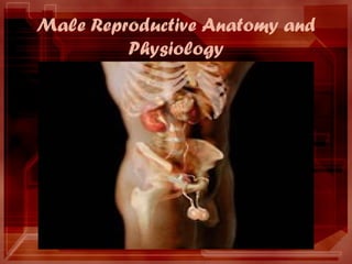 Male Reproductive Anatomy and
Physiology
 