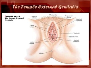 The Female External Genitalia
 