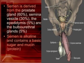 • Semen is derived
from the prostate
gland (60%), seminal
vesicle (30%), the
epedidymis (5%) and
the bulbourethral
glands (5%)
• Semen is alkaline
and contains a basic
sugar and mucin
(protein)
 